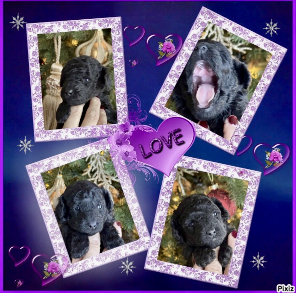 Øverst ser du hannen og de to tispene nederst i collaget